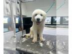 Great Pyrenees-Samoyed Mix DOG FOR ADOPTION RGADN-1241336 - Yuki - Great