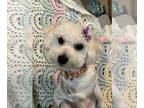 Bichon Frise DOG FOR ADOPTION RGADN-1241337 - Winter - Bichon Frise / Poodle