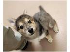 Huskies Mix DOG FOR ADOPTION RGADN-1241344 - POTATOE - Husky / Mixed (medium