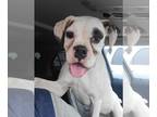 Boxer DOG FOR ADOPTION RGADN-1241347 - Winnie - Boxer Dog For Adoption