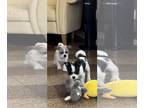 Shih Tzu Mix DOG FOR ADOPTION RGADN-1241352 - Hummus - Shih Tzu / Terrier /