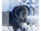 Labrador Retriever Mix DOG FOR ADOPTION RGADN-1241354 - Dory - Labrador