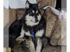 Alaskan Malamute Mix DOG FOR ADOPTION RGADN-1241382 - Chinook - Alaskan Malamute