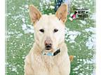 Chow Chow Mix DOG FOR ADOPTION RGADN-1241392 - Honeybear - Chow Chow / Shepherd