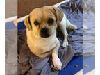 Puggle DOG FOR ADOPTION RGADN-1241422 - Recycle - Pug / Beagle / Mixed Dog For