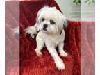 Shih Tzu Mix DOG FOR ADOPTION RGADN-1241425 - Pup Pup - Shih Tzu / Mixed Dog For