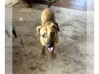 Black Mouth Cur-Rhodesian Ridgeback Mix DOG FOR ADOPTION RGADN-1241437 - G.G