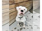 Boxer DOG FOR ADOPTION RGADN-1241440 - PALOMA - Boxer (medium coat) Dog For