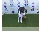 Poodle (Standard) Mix DOG FOR ADOPTION RGADN-1241445 - SHAGGY - Australian