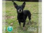 Rat Terrier Mix DOG FOR ADOPTION RGADN-1241446 - PUPPERS - Rat Terrier / Mixed