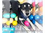 Alaskan Malamute-Huskies Mix DOG FOR ADOPTION RGADN-1241464 - Chuck - Alaskan
