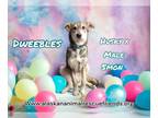 Huskies Mix DOG FOR ADOPTION RGADN-1241465 - Dweebles - Husky / Mixed Dog For