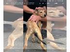 Retriever Mix DOG FOR ADOPTION RGADN-1241469 - Rooster - Retriever / Mixed