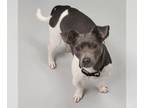 Jack Russell Terrier Mix DOG FOR ADOPTION RGADN-1241472 - Sal - Jack Russell