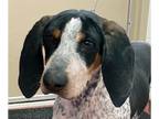 Bluetick Coonhound DOG FOR ADOPTION RGADN-1241482 - Russell - Bluetick Coonhound