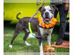 Bullypit DOG FOR ADOPTION RGADN-1241490 - SAVY - Pit Bull Terrier / American