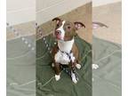 American Pit Bull Terrier Mix DOG FOR ADOPTION RGADN-1241493 - SELENA - Pit Bull