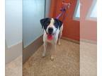 Pointer Mix DOG FOR ADOPTION RGADN-1241501 - SAINT - Pointer / Mixed (short