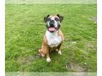 Boxer DOG FOR ADOPTION RGADN-1241503 - LENA - Boxer (medium coat) Dog For