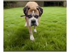Boxer DOG FOR ADOPTION RGADN-1241508 - BUSCEMI - Boxer (medium coat) Dog For
