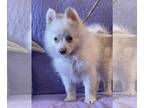 Pomeranian Mix DOG FOR ADOPTION RGADN-1241517 - Blossom~blue eyes - Pomeranian /