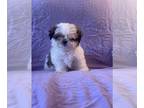 Shih Tzu Mix DOG FOR ADOPTION RGADN-1241526 - Davidson/ADOPTED - Shih Tzu /