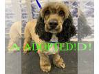 Cocker Spaniel Mix DOG FOR ADOPTION RGADN-1241527 - Luna - Cocker Spaniel /