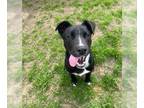 Labrador Retriever Mix DOG FOR ADOPTION RGADN-1241546 - *SPIKE - Labrador