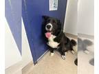 Bernese Mountain Dog Mix DOG FOR ADOPTION RGADN-1241555 - *JOE DIFFY - Bernese