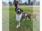 American Staffordshire Terrier Mix DOG FOR ADOPTION RGADN-1241561 - EZEKIAL -