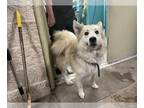 Chow Chow Mix DOG FOR ADOPTION RGADN-1241562 - ICED LATTE - Chow Chow / Mixed
