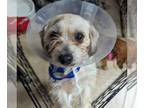 Shih-Poo DOG FOR ADOPTION RGADN-1241570 - Summer - Shih Tzu / Poodle (Miniature)