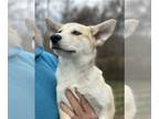 Huskies Mix DOG FOR ADOPTION RGADN-1241572 - Alexandria - Husky / Mixed (medium