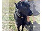 Labrador Retriever DOG FOR ADOPTION RGADN-1241581 - Maggie - Labrador Retriever