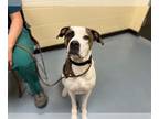 Boxer DOG FOR ADOPTION RGADN-1241585 - MISSY - Boxer (medium coat) Dog For