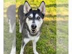 Siberian Husky DOG FOR ADOPTION RGADN-1241588 - LOVEGOOD - Siberian Husky