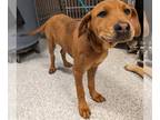 Black Mouth Cur Mix DOG FOR ADOPTION RGADN-1241589 - A618928 - Black Mouth Cur /