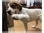 Saint Bernard Mix DOG FOR ADOPTION RGADN-1241593 - HENRY - Saint Bernard / Mixed
