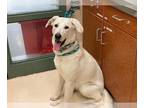 Labrador Retriever DOG FOR ADOPTION RGADN-1241599 - UNKNOWN - Labrador Retriever