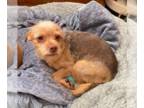 Silky Terrier Mix DOG FOR ADOPTION RGADN-1241618 - Tyler in TX - Silky Terrier /