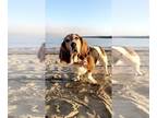 Basset Hound DOG FOR ADOPTION RGADN-1241637 - Bae - Basset Hound Dog For