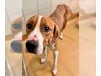 Treeing Walker Coonhound DOG FOR ADOPTION RGADN-1241641 - *MACGYVER - Treeing