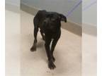 Boxer Mix DOG FOR ADOPTION RGADN-1241647 - *MARLEY - Boxer / Mixed (medium coat)