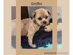 Shih Tzu Mix DOG FOR ADOPTION RGADN-1241658 - Griffin - Shih Tzu / Mixed Dog For