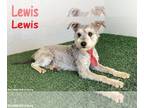 Miniature Schnauzer Mix DOG FOR ADOPTION RGADN-1241705 - Lewis - Miniature