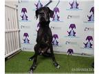 Great Dane DOG FOR ADOPTION RGADN-1241709 - BAGHEERA - Great Dane (short coat)