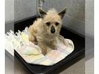 Cairn Terrier DOG FOR ADOPTION RGADN-1241713 - (RESCUE ONLY) - Cairn Terrier