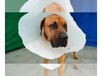 Mastiff Mix DOG FOR ADOPTION RGADN-1241714 - DOBIE - Mastiff / Mixed (short