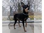 Miniature Pinscher DOG FOR ADOPTION RGADN-1241715 - Bibby - Miniature Pinscher