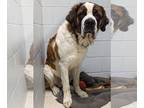 Saint Bernard DOG FOR ADOPTION RGADN-1241716 - Saint - Saint Bernard Dog For
